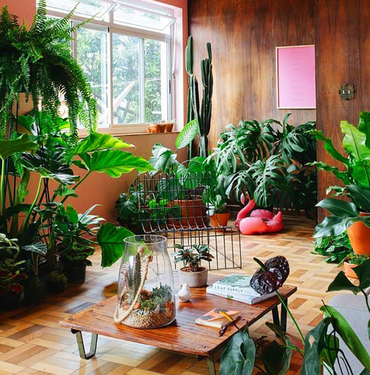 jardin d'appartement intérieur avec des pots