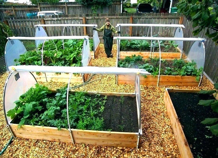 small vegetable gardens in apartment backyard