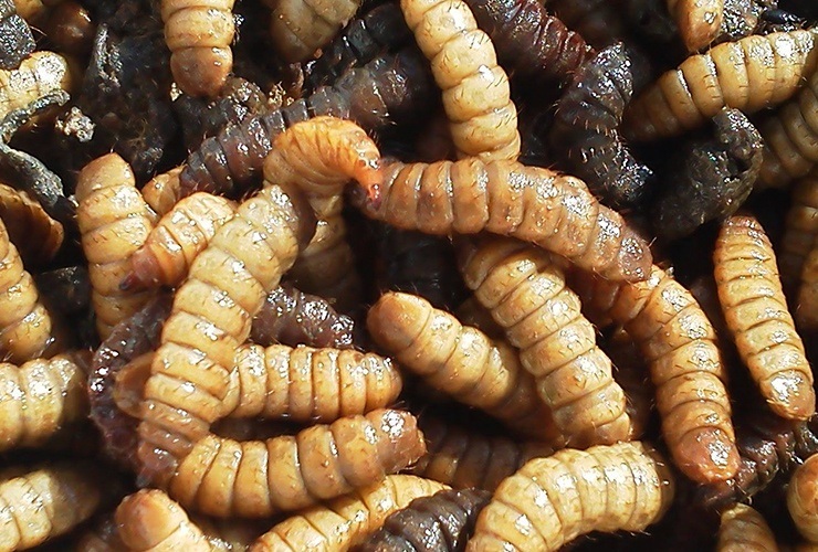 maggots in compost