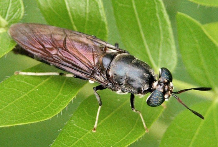 black soldier fly, known as BSF, is responsible for the maggots in compost bins