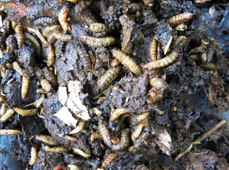 compost full of maggots