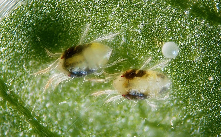 spider mite eggs