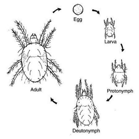 spider mite life cycle