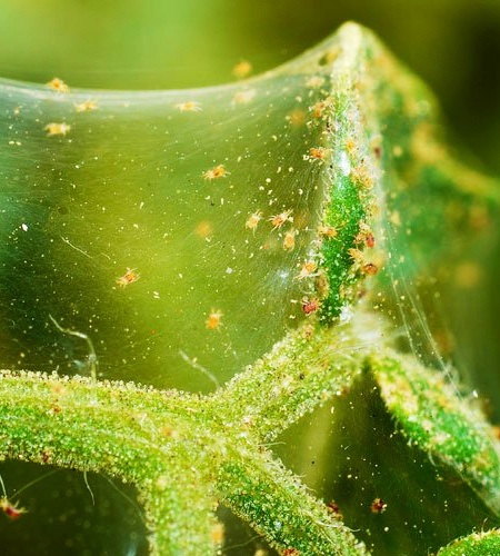 spider mite webbing for protection against predators
