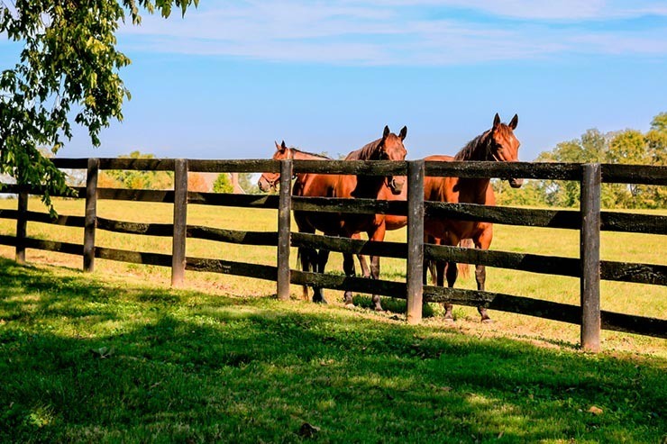 split rail fence for horses