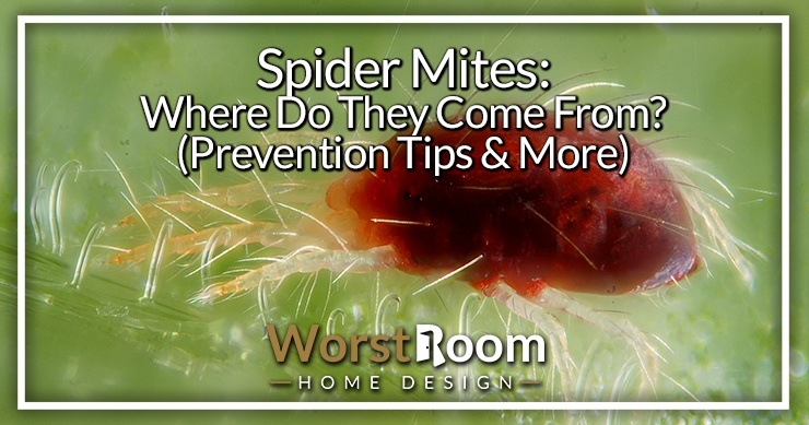 where do spider mites comes from?