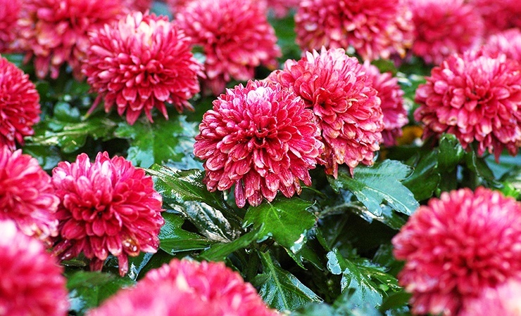 Chrysanthemums have the benefit of repelling fleas while being absolutely gorgeous