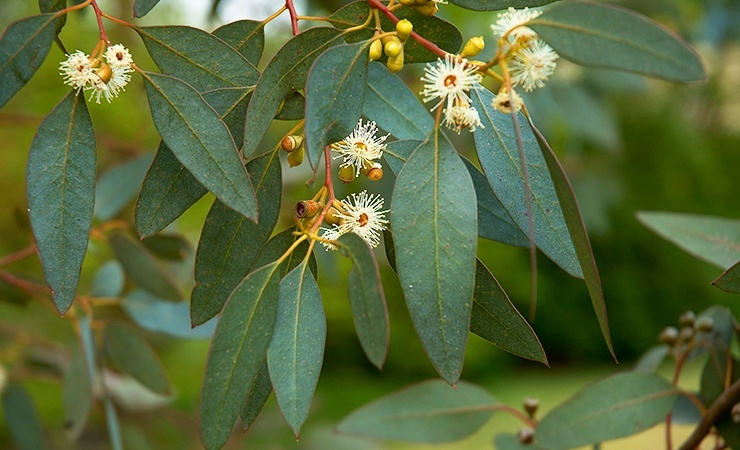 eucalyptus scent detesta aranhas de construir casas no seu quintal