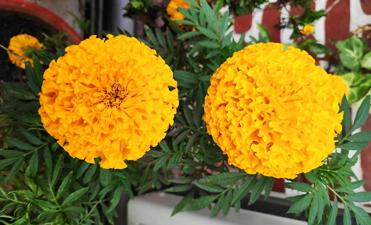 marigolds are beautiful to us but feia to spiders