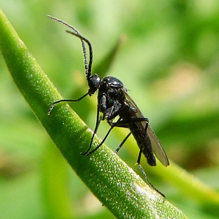 adult fungus gnat