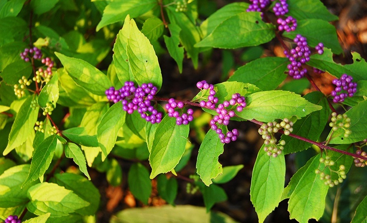 plants that repel ticks include beautyberry