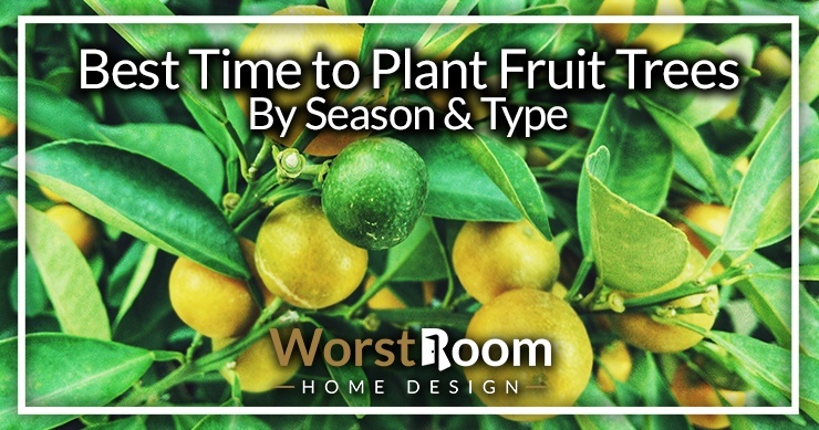 best time to plant fruit trees