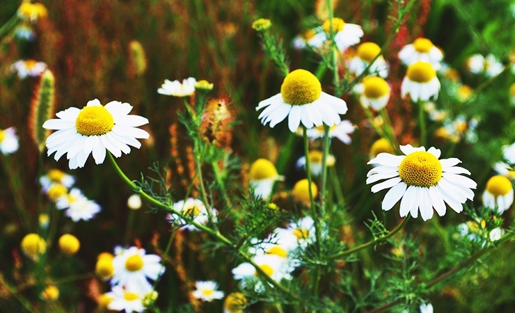 chamomile drives off ticks