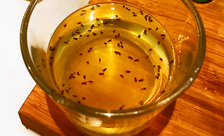 cider vinegar and soap fungus gnat trap