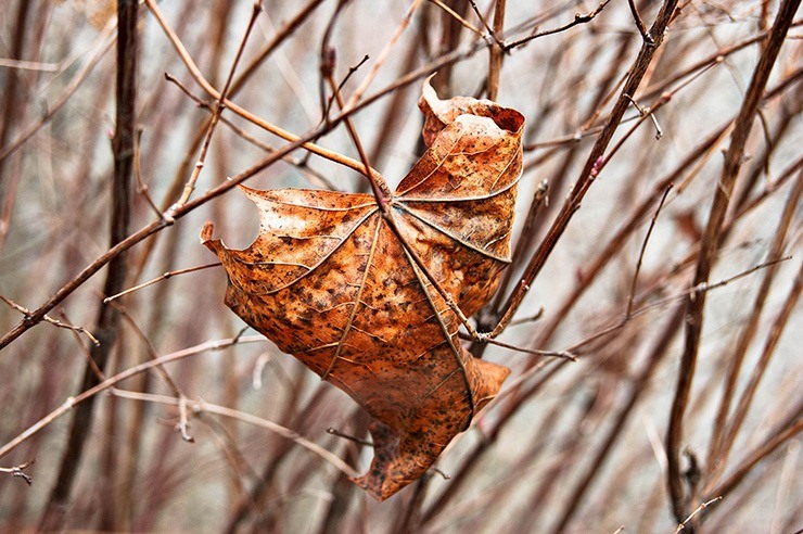 dried leaves can be a sign of a dying tree if it's not currently autumn or winter