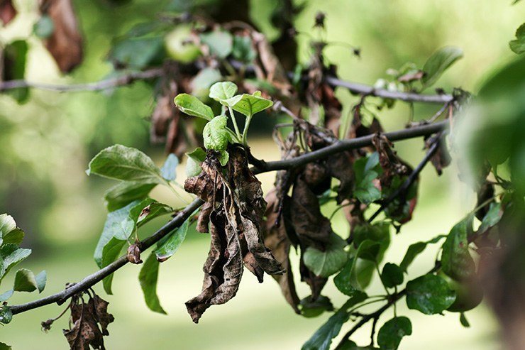 the fire blight tree disease attacks fruit trees, causing them to take on the appearance of being burnt