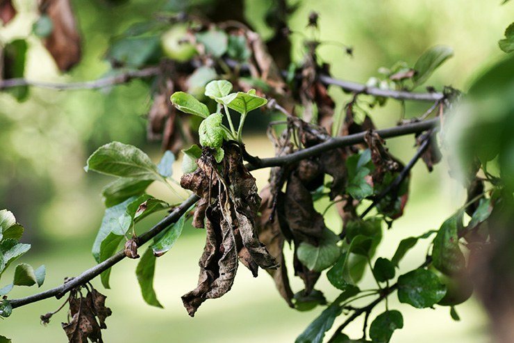 fire blight tree disease