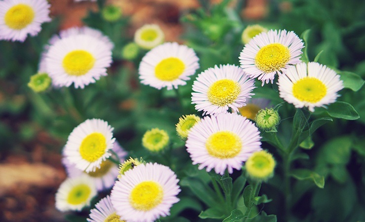 fleabane daisy is a plant that deters ticks