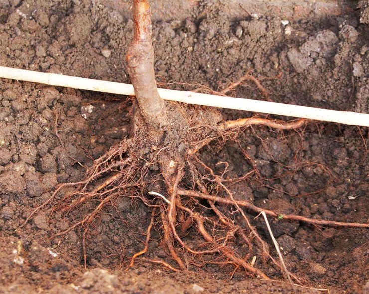 fruit tree rootstock planting just below soil