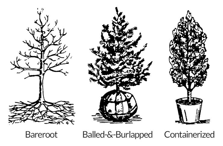 planting fruit trees by bareroot, balled and burlapped, and containerized