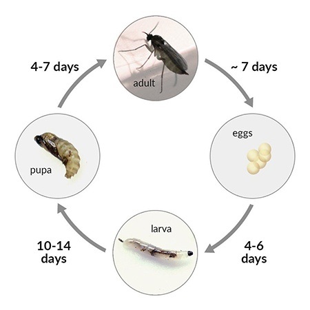 how long is the life cycle of a fungus gnat