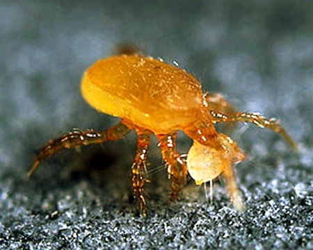 fungus gnat predator