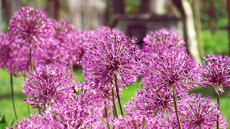 garlic is one of many garden plants that repel mosquitos