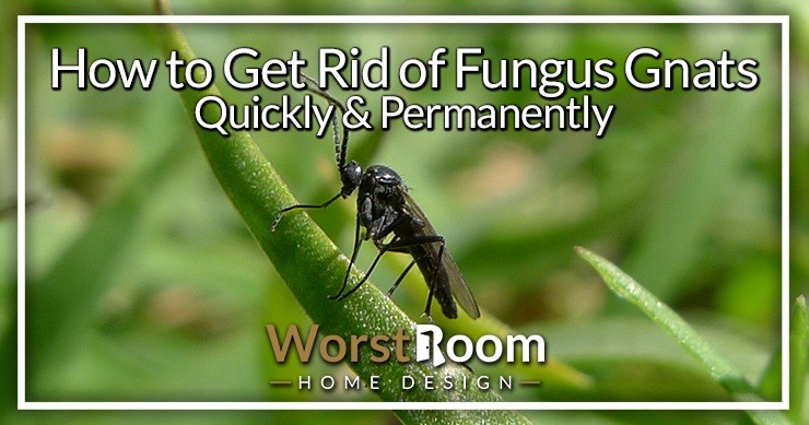 How To Get Rid Of Fungus Gnats Quickly Permanently Worst Room - What Causes Gnats In The Bathroom