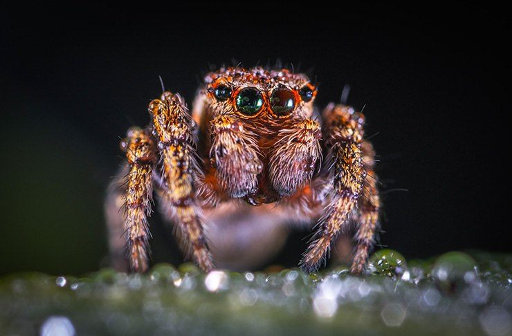 more tips for repelling spiders