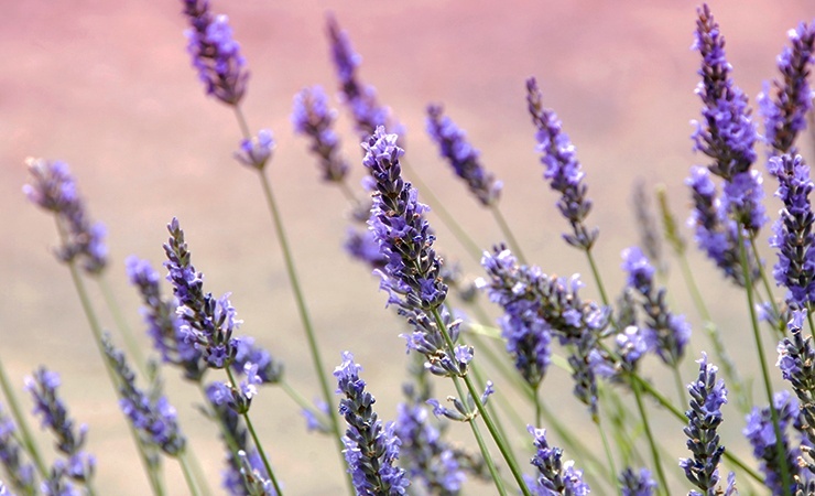 Lavendel ist eine Pflanze, die Spinnen abwehrt