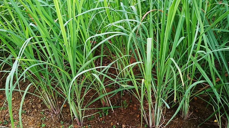 citronella plantas e capim-limão têm óleo de citronela e ácidos que repelem aranhas