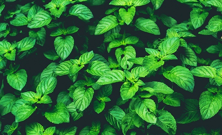 mint is a plant that repels ticks