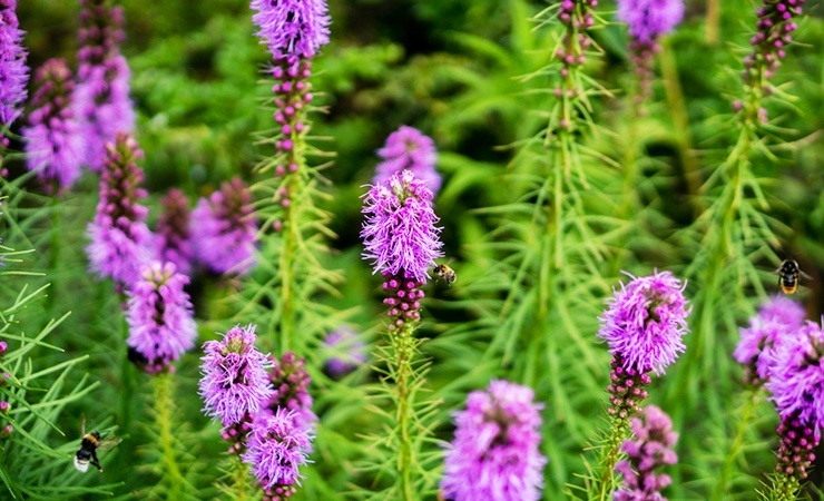 the pennyroyal plant can help repel mosquitos and a number of other pests