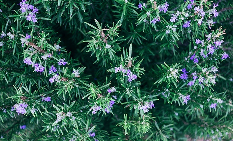 Rosemary looks good (especially in bloom), smells good, is great for cooking, and is one of the plants that repel fleas