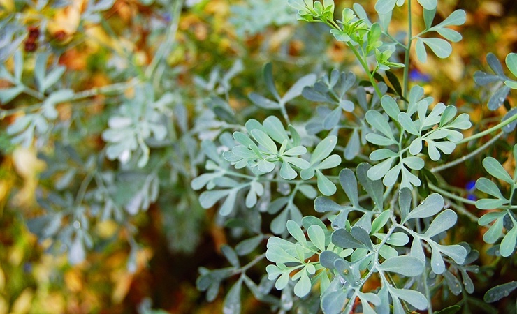rue is one of the plants that repels ticks