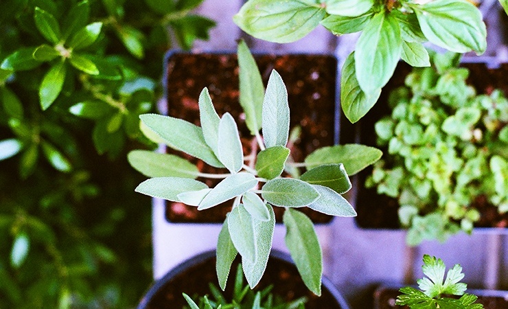 plants that keep ticks away include sage