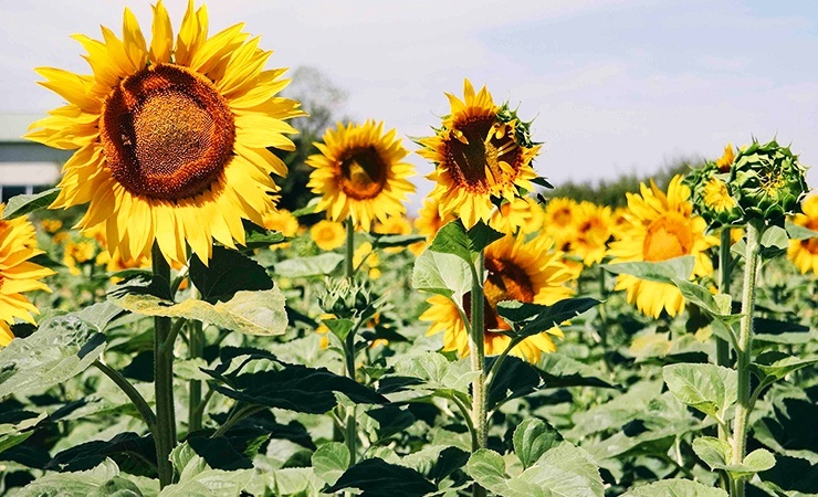 sunflower seeds have an oil that ticks find disgusting