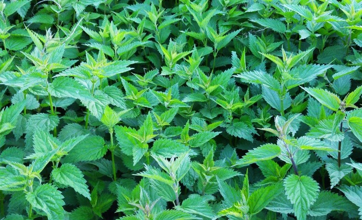 sweet basil is a plant that repels ticks