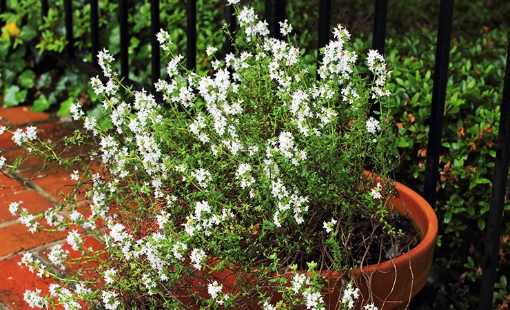 thyme is an herb that dicks dislike greatly