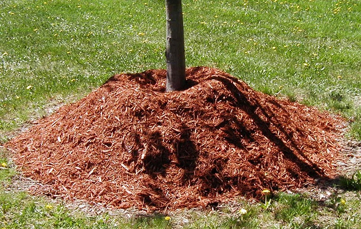 too much mulch around the trees can starve the roots of oxygen and lead to bacteria and fungi, which can lead to a dying tree