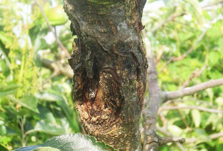 a tree canker is a sign of decay in a tree caused by bacteria and fungi that should be pruned immediately to save the tree and return it to full health