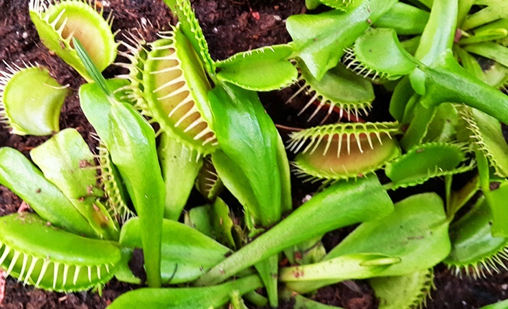 venus flytrap plants literally eat ticks