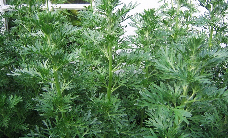 wormwood deters ticks from entering your yard and home