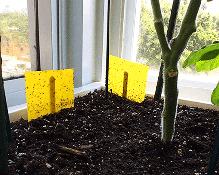 yellow sticky card traps for getting rid of fungus gnats