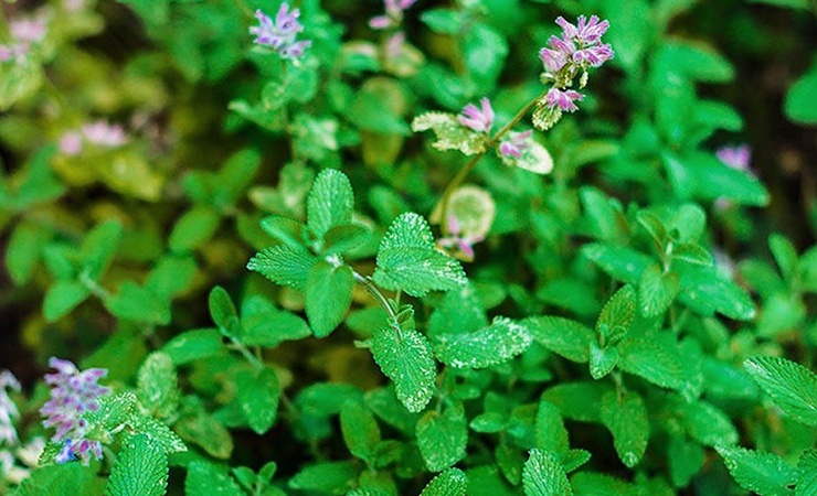 catnip - plants that ants hate and stay away from