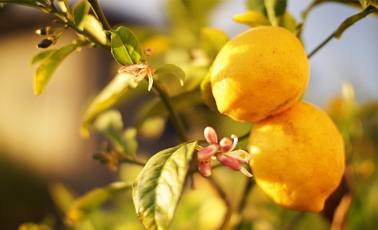 spiders are repelled by the scent of citrus