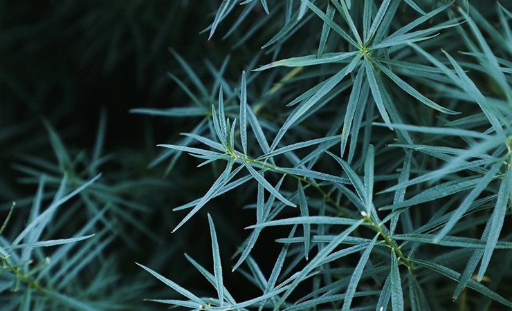 Dill ist wie Spinnen-Kryptonit