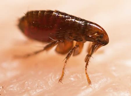 close up of flea on human skin