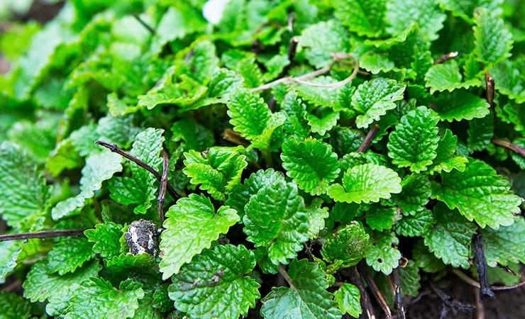 lemon balm will run spiders off for good