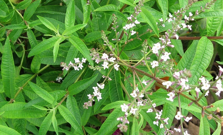 La verbena de limón es una planta aromática que tiene un olor que las arañas no soportan't stand